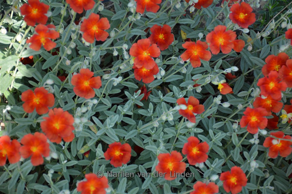 Helianthemum ‘Red Dragon’