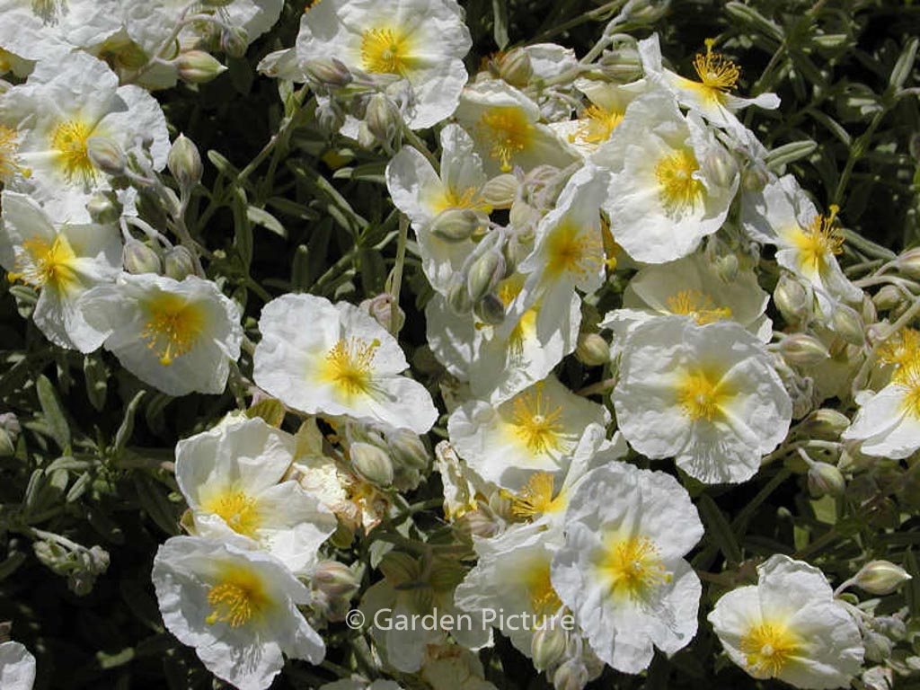 Helianthemum ‘The Bride’