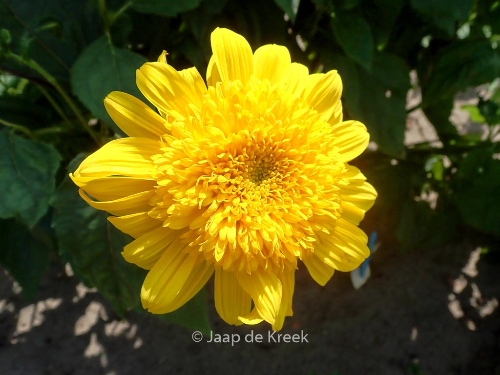 Helianthus ‘Double Whammy’