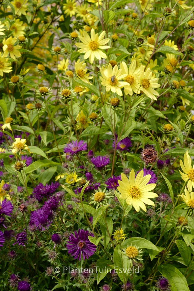Helianthus ‘Lemon Queen’