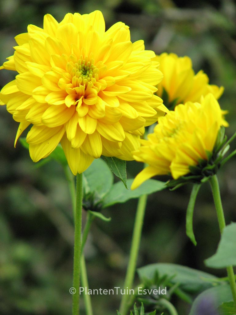 Helianthus decapetalus ‘Soleil d’Or’