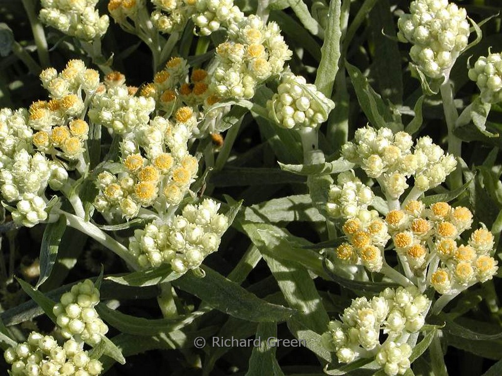 Helichrysum thianschanicum ‘Schwefellicht’