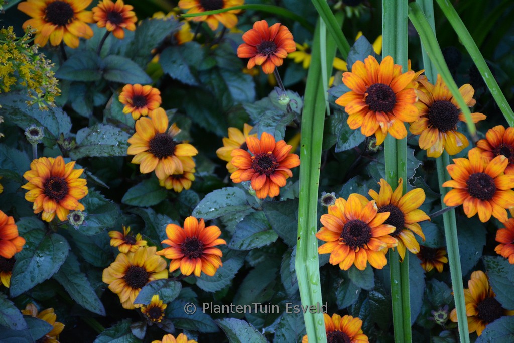 Heliopsis helianthoides ‘Luna Roja’