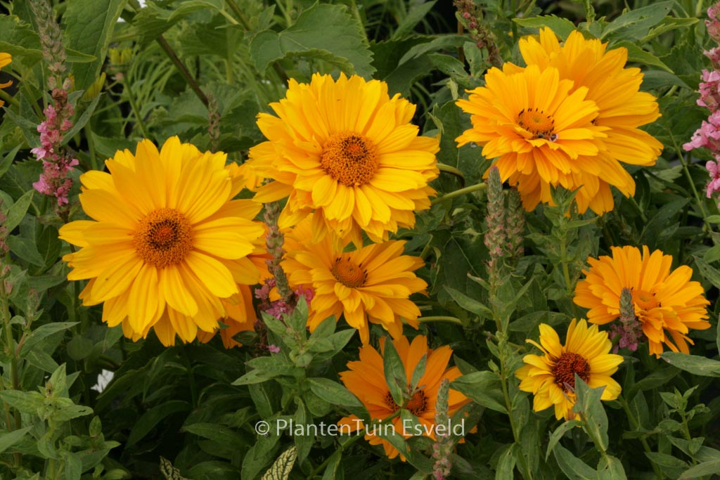 Heliopsis helianthoides ‘Venus’