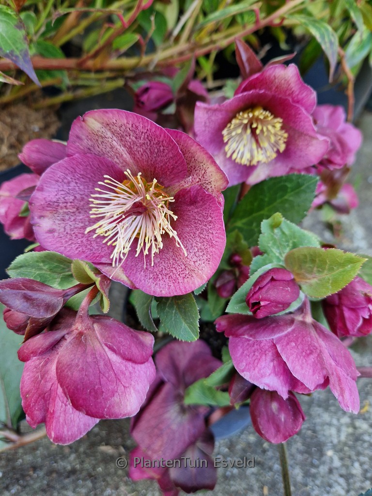Helleborus ‘Egb 21’ (CHARMER)