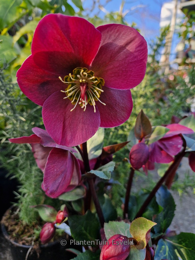 Helleborus ericsmithii ‘Anna’s Red’