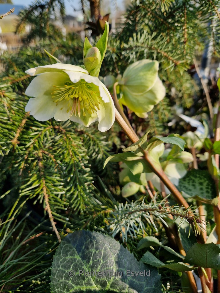 Helleborus ericsmithii ‘Molly’s White’