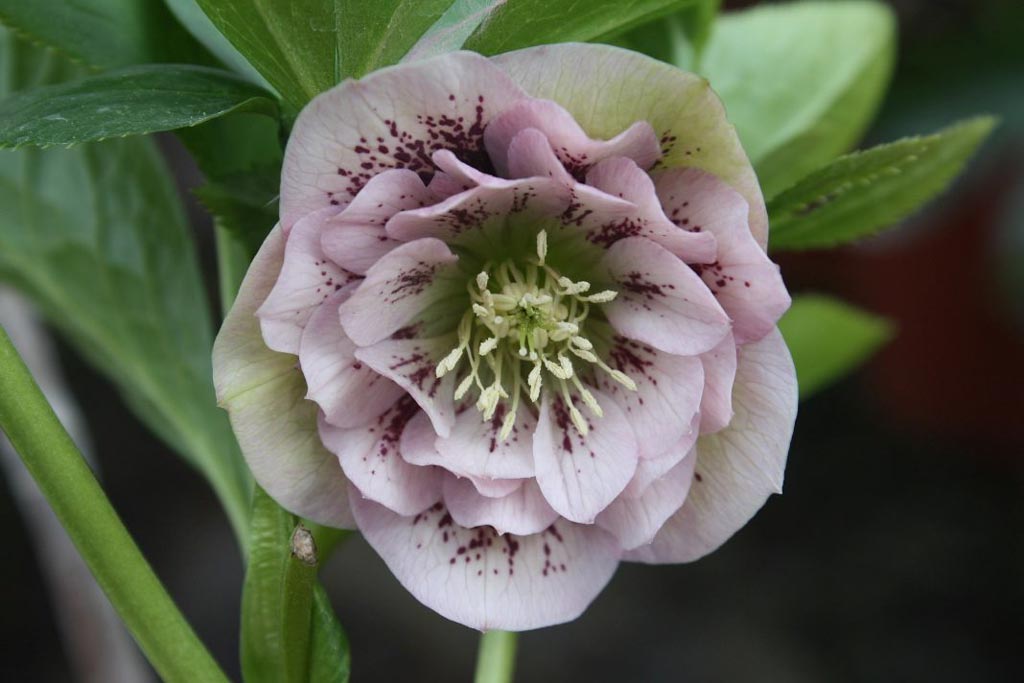 Helleborus orientalis ‘Double Ellen Pink Spotted’