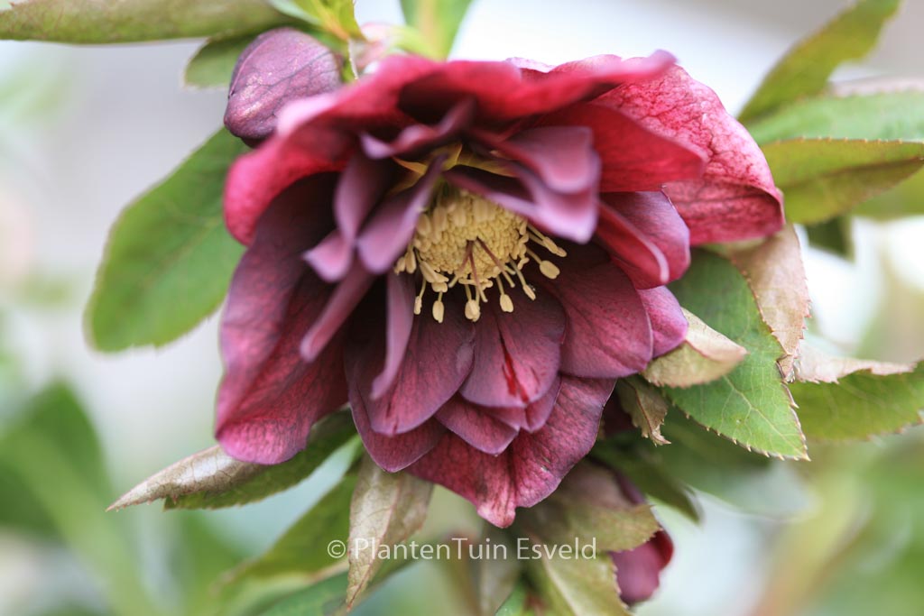 Helleborus orientalis ‘Double Ellen’