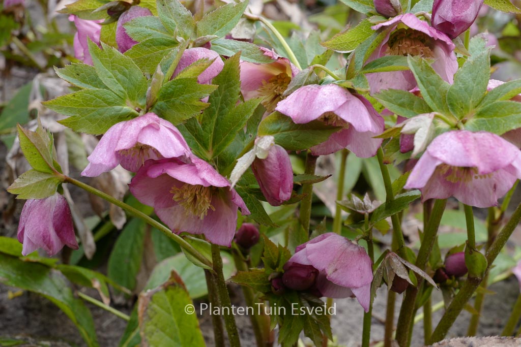 Helleborus orientalis ‘Pretty Ellen’