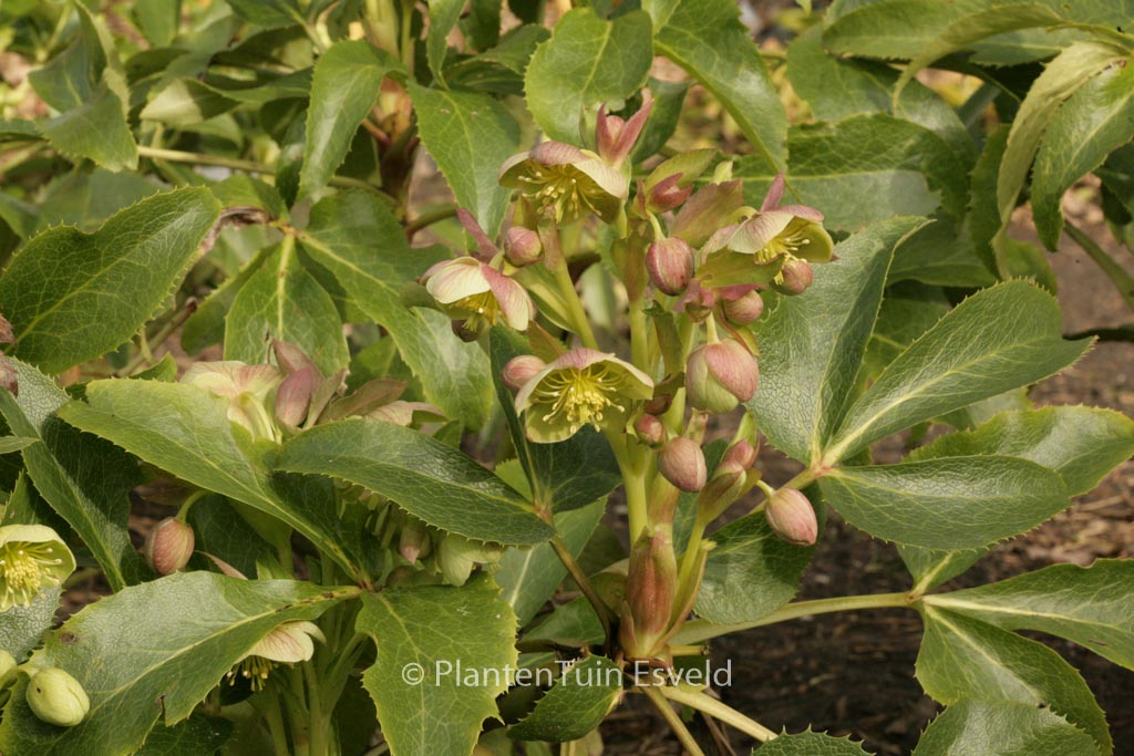 Helleborus sternii