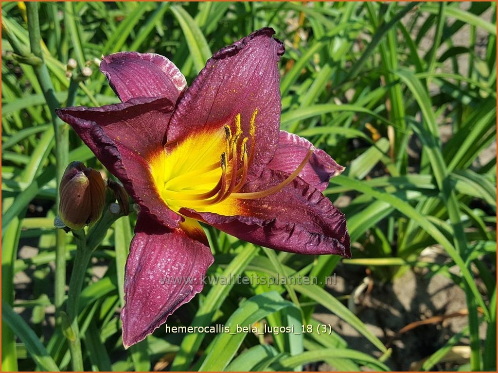 Hemerocallis ‘Bela Lugosi’