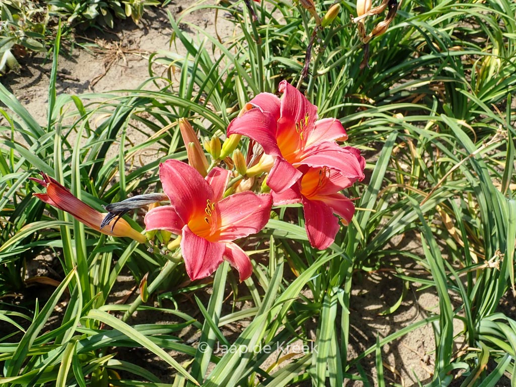Hemerocallis ‘Burgundy Love’