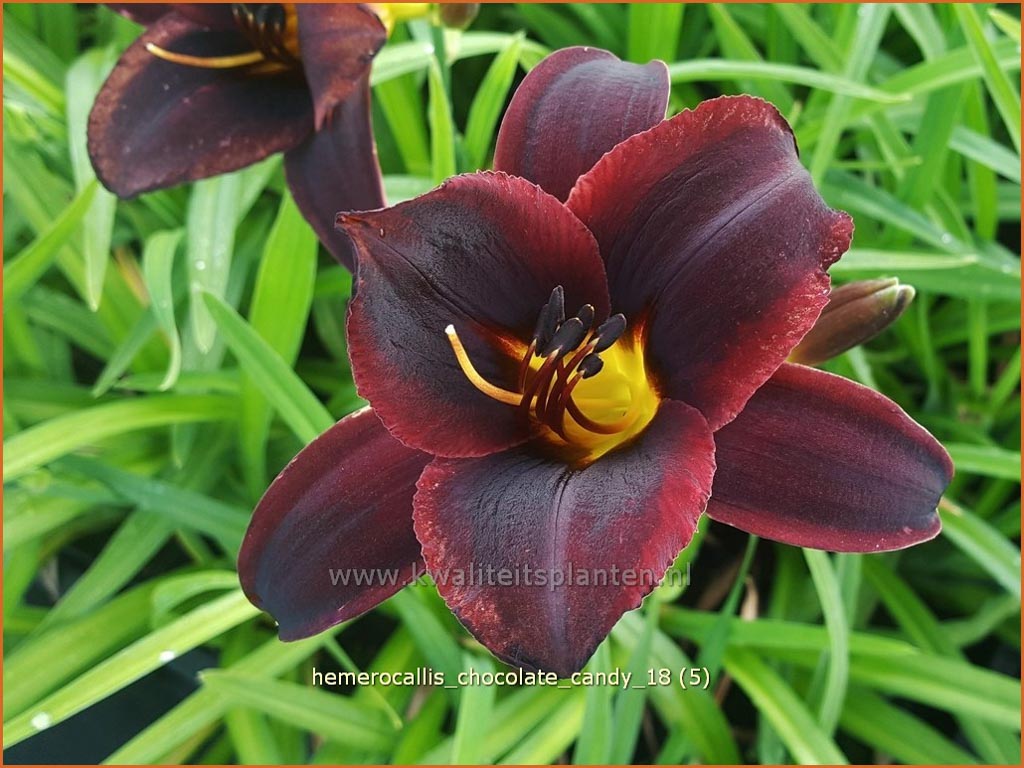 Hemerocallis ‘Chocolate Candy’