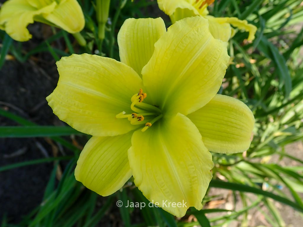 Hemerocallis ‘Green Flutter’
