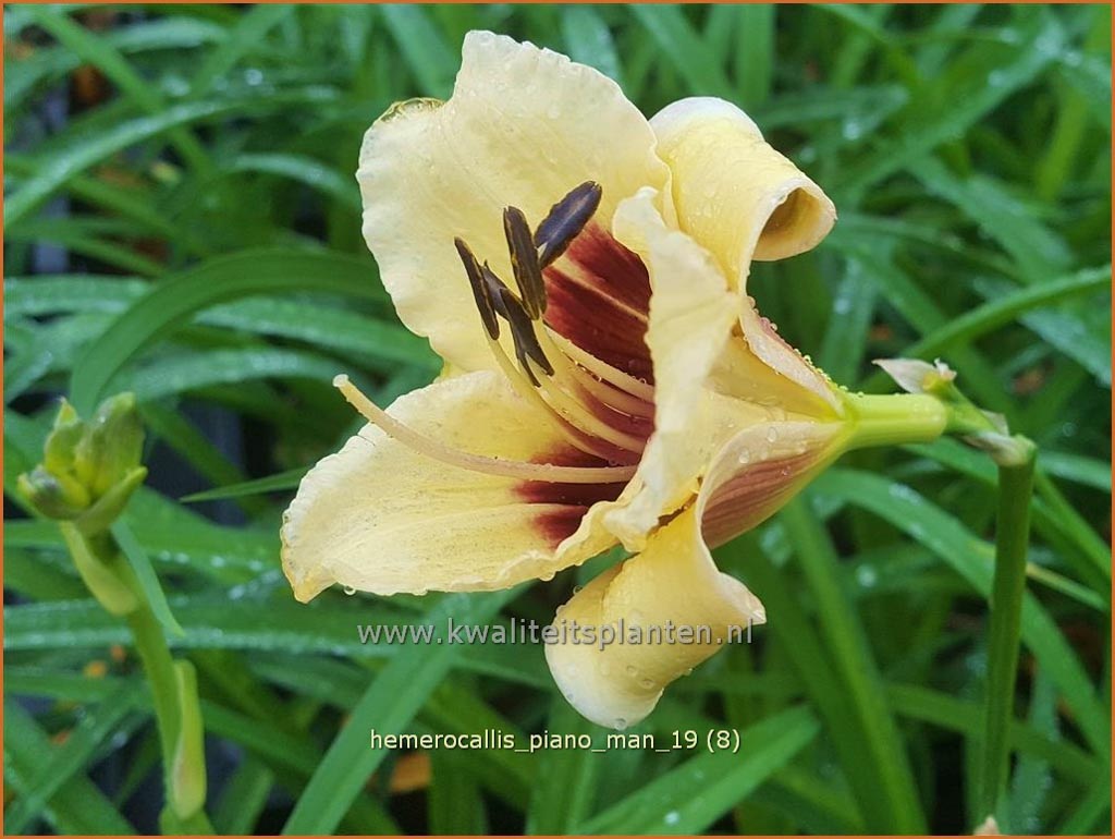Hemerocallis ‘Piano Man’