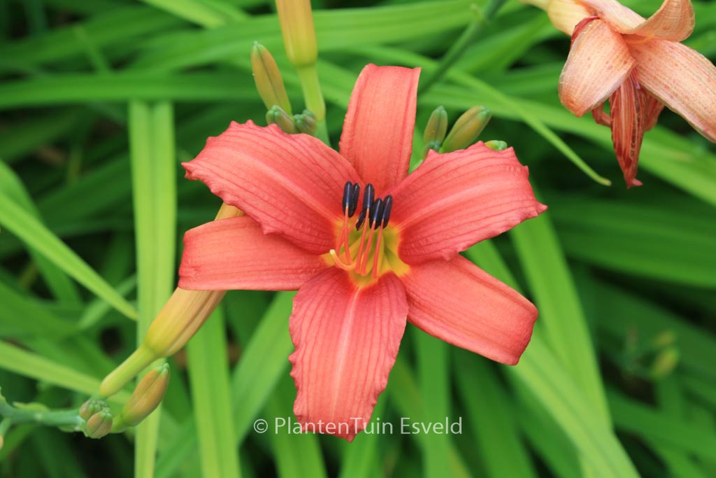 Hemerocallis ‘Pink Damask’