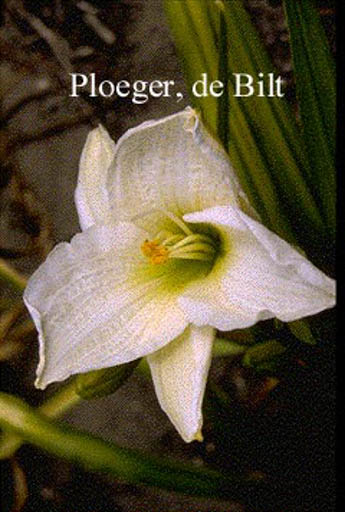 Hemerocallis ‘Snowy Apparition’