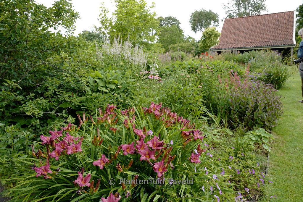 Hemerocallis ‘Summer Wine’