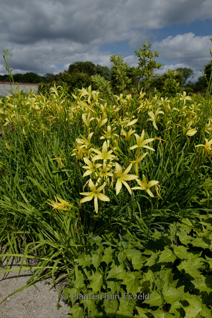 Hemerocallis altissima