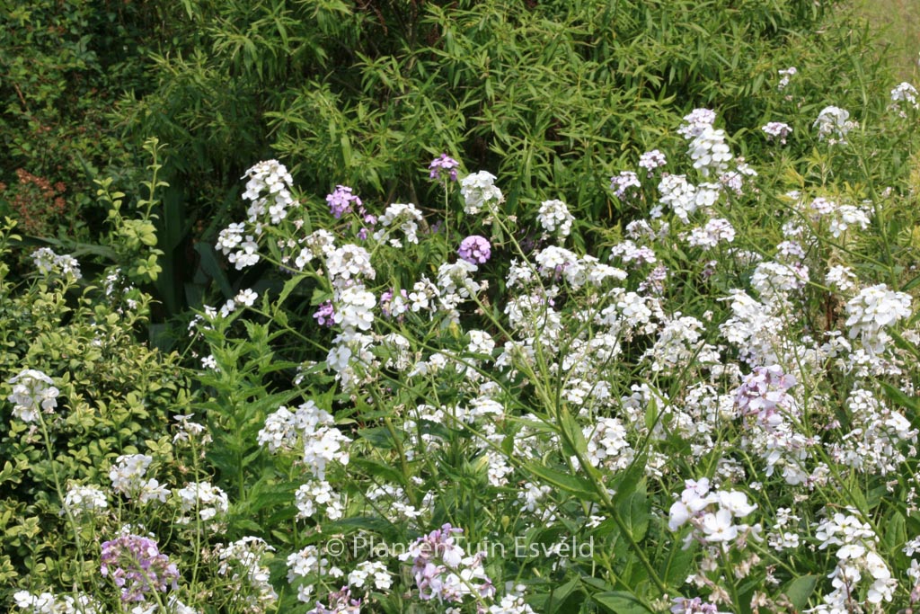 Hesperis matronalis ‘Alba’