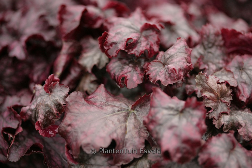Heuchera ‘Blackberry Jam’