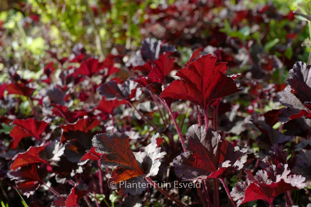 Heuchera ‘Dark Secret’