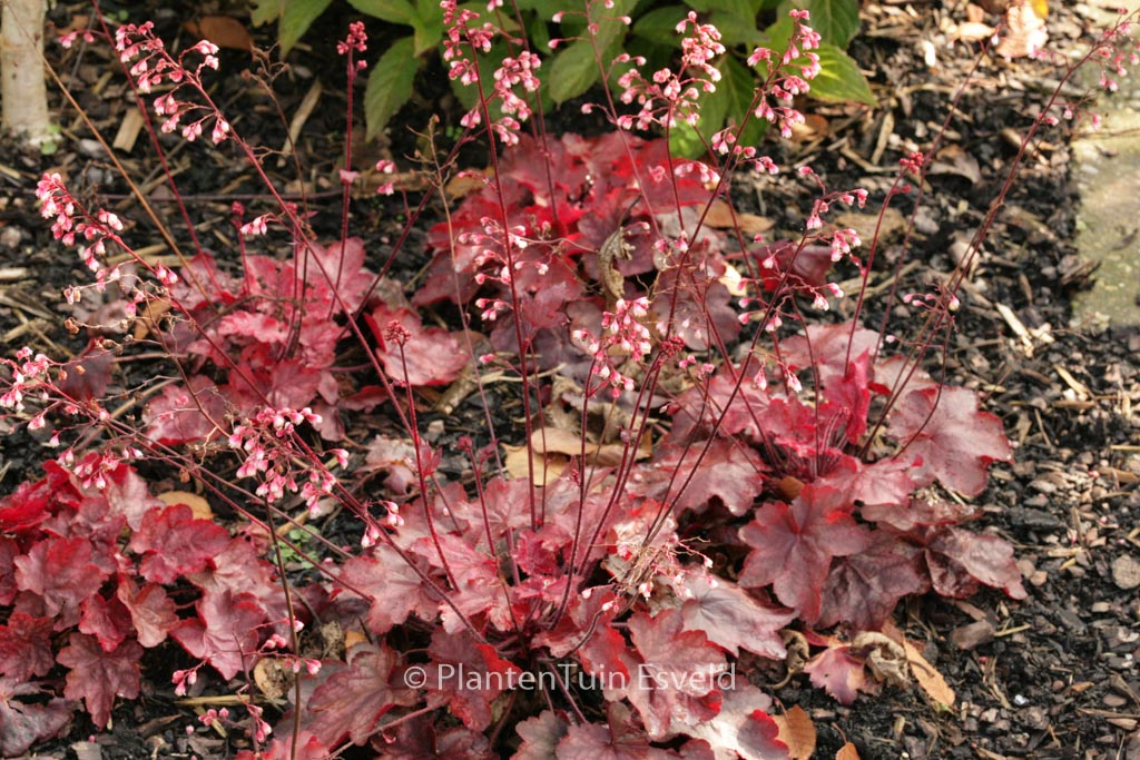 Heuchera ‘Fire Chief’