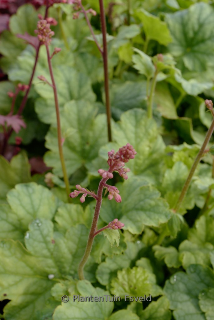 Heuchera ‘Mint Marquess’
