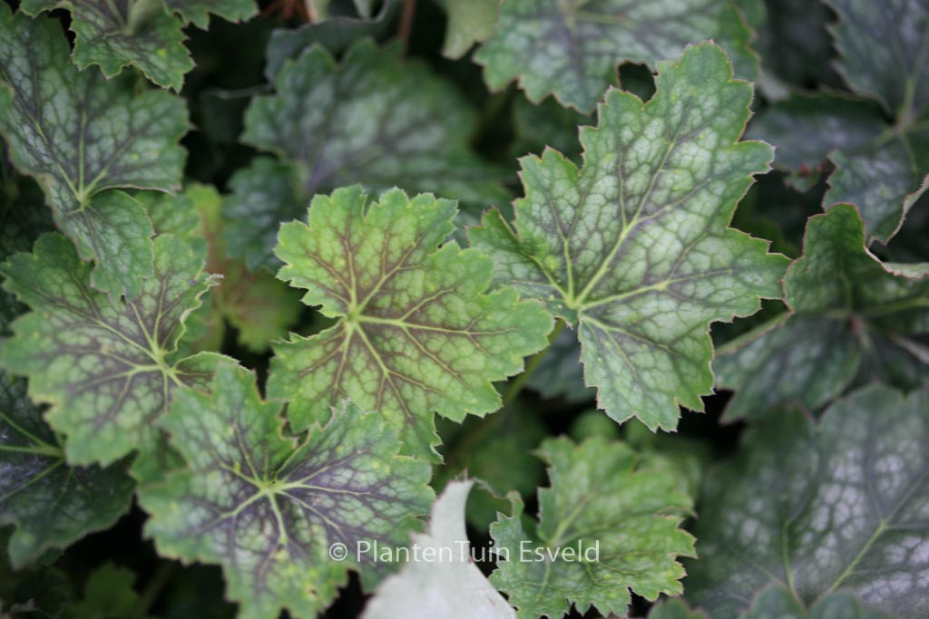 Heuchera americana ‘Marvelous Marble’