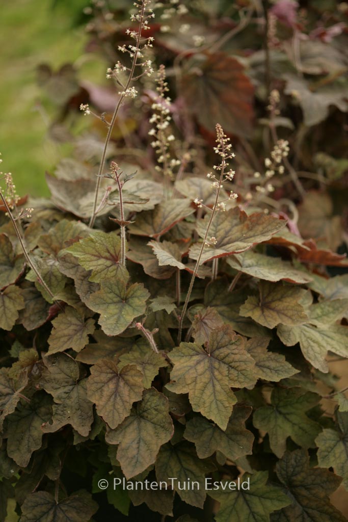 Heucherella ‘Art Deco’