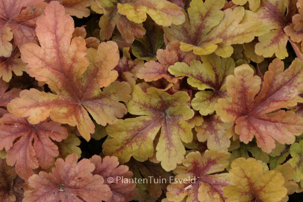 Heucherella ‘Buttered Rum’