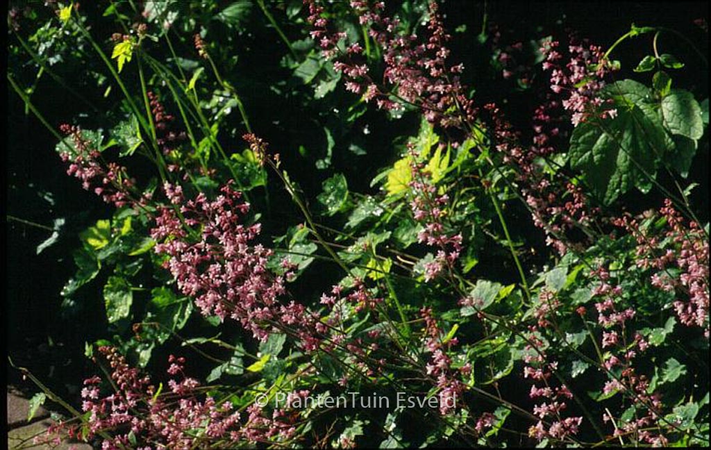 Heucherella alba ‘Bridget Bloom’