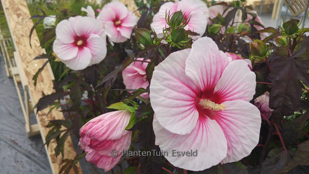 Hibiscus moscheutos ‘Carousel Pink Candy’