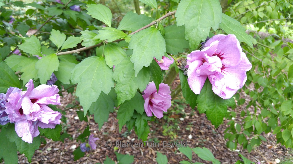 Hibiscus syriacus ‘Ardens’