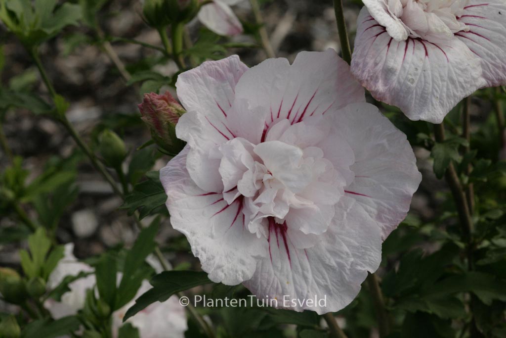 Hibiscus syriacus ‘Bricutts’ (CHINA CHIFFON)