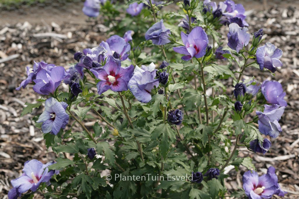 Hibiscus syriacus ‘DVPazurri’ (AZURRI SATIN)