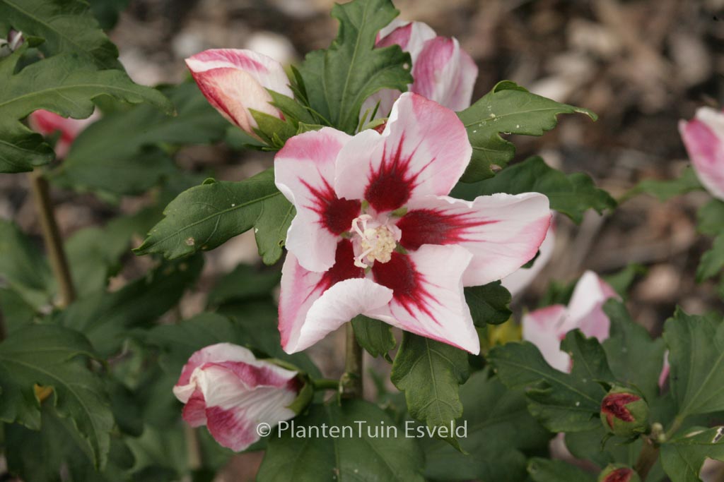 Hibiscus syriacus ‘Hamabo’