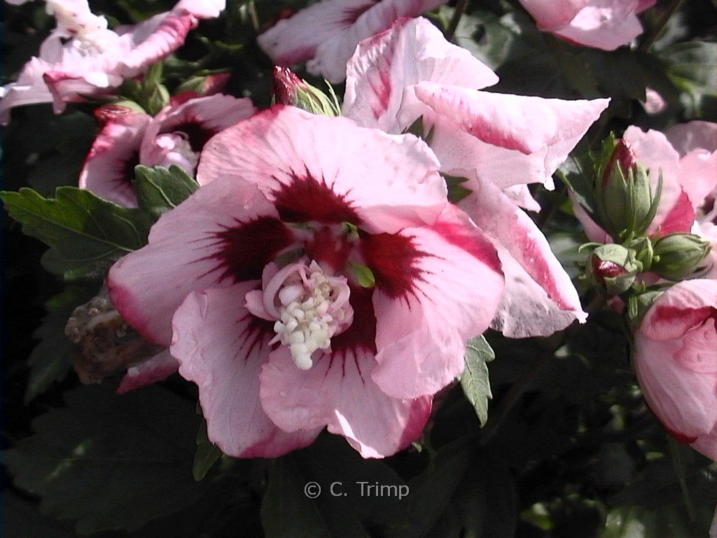 Hibiscus syriacus ‘Lady Stanley’