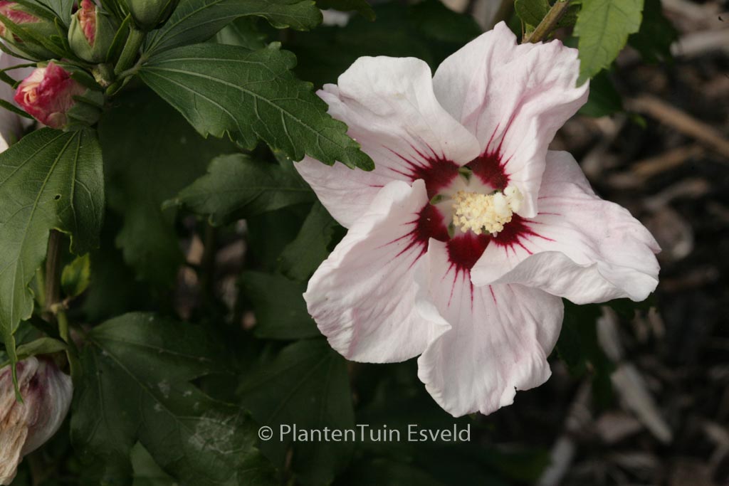 Hibiscus syriacus ‘Melrose’