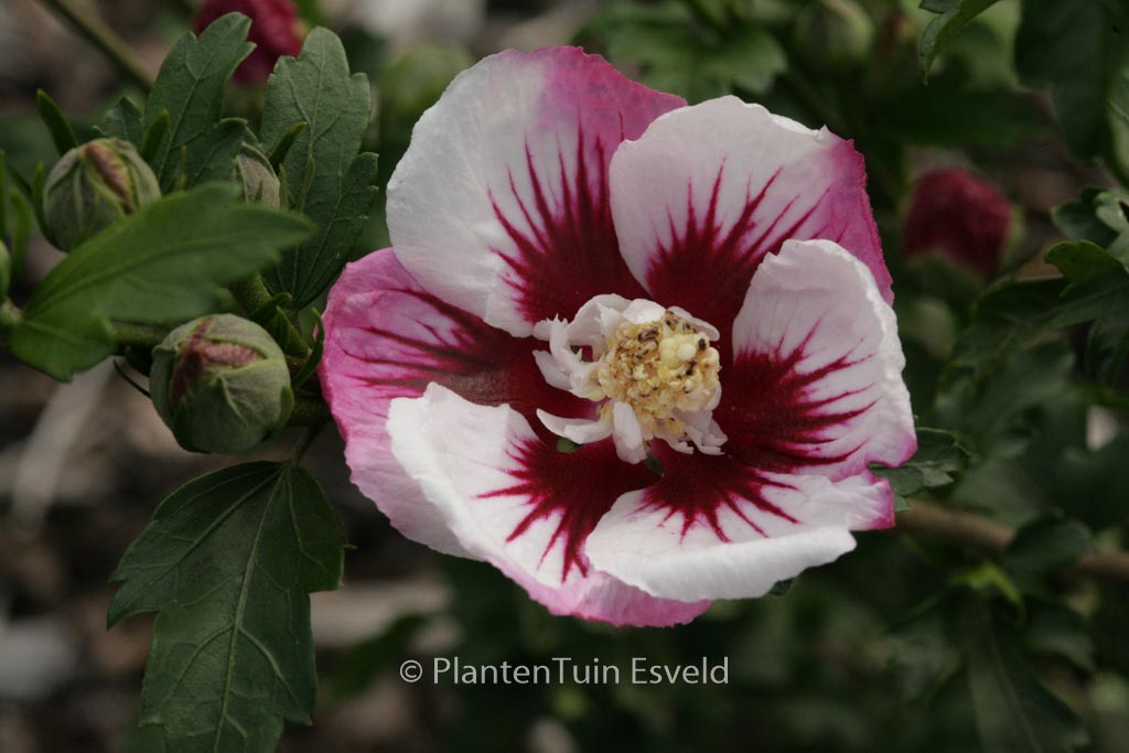 Hibiscus syriacus ‘Minspot’ (PINKY SPOT)