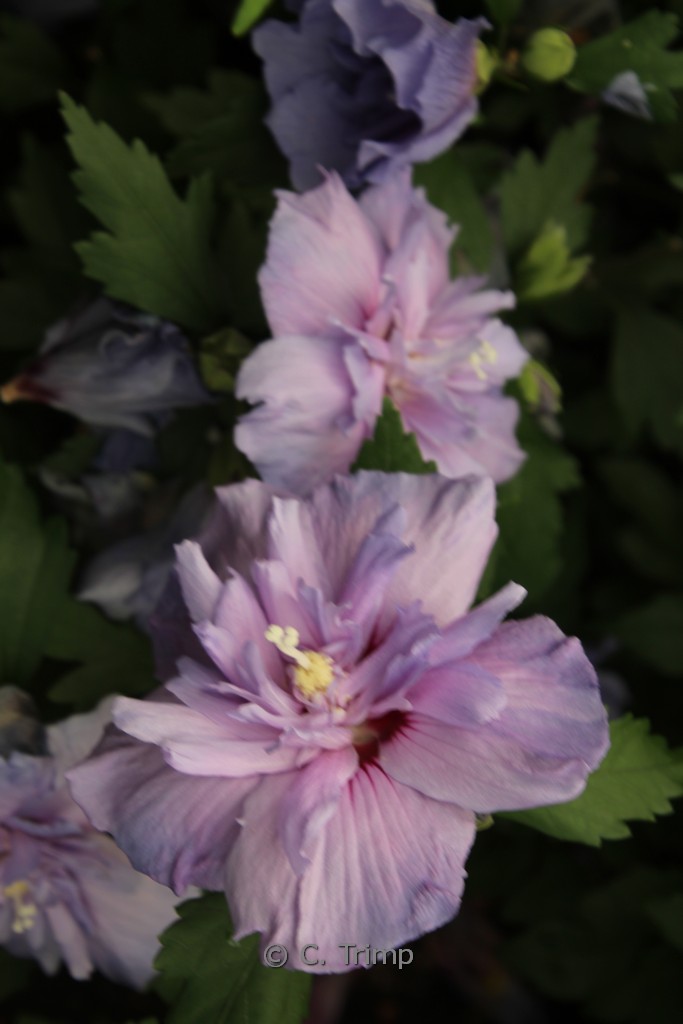 Hibiscus syriacus ‘Notwood Three’ (BLUE CHIFFON)