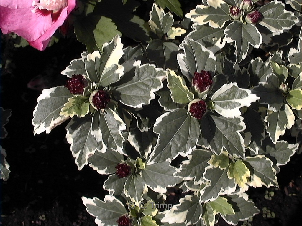 Hibiscus syriacus ‘Purpureus Variegatus’