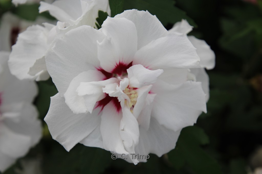 Hibiscus syriacus ‘Speciosus’