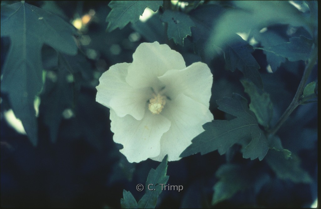 Hibiscus syriacus ‘Totus Albus’