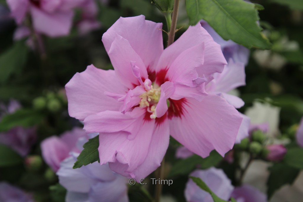 Hibiscus syriacus ‘Violet Clair Double’