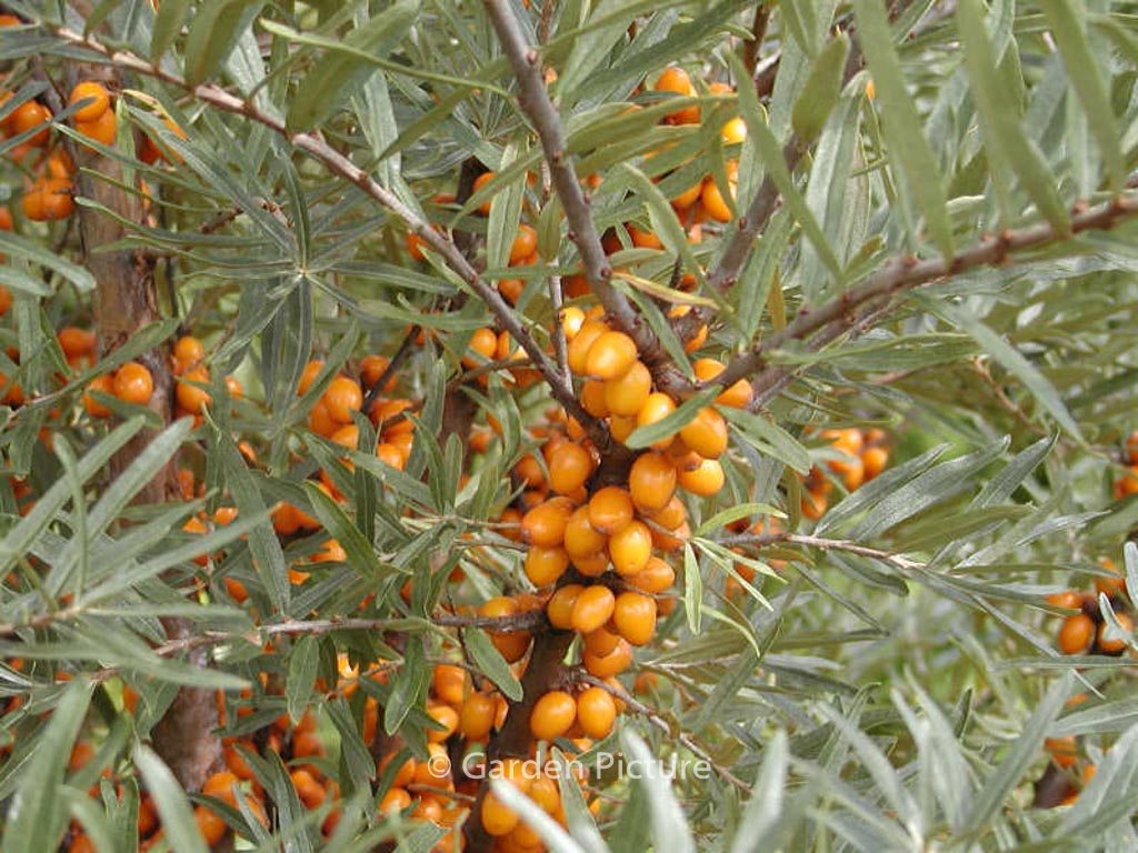 Hippophae rhamnoides ‘Leikora’