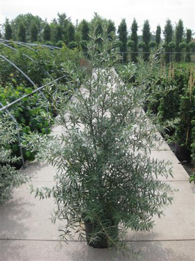 Hippophae rhamnoides ‘Pollmix’