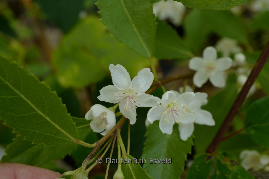 Hoheria sextylosa ‘Stardust’