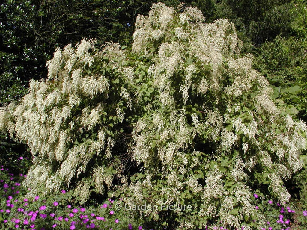 Holodiscus discolor ariifolius